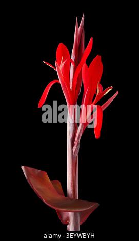 Rote Canna-Lilienblüte isolierter schwarzer Hintergrund, leuchtende Blütenblätter auf hohem rötlichem Stiel mit Blatt in Nahaufnahme von der Seite Stockfoto