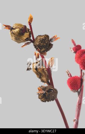 Getrocknete Cannabislilien-Schoten auf grauem Hintergrund, braune strukturierte Schalen mit schwarzen Samen und unscharfen roten Knospen, Nahaufnahme von der Seite mit weichem Fokus Stockfoto