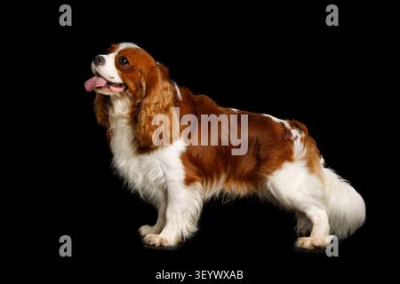 Englischer Cocker Spaniel in Showposition, Ganzkörperseitenansicht, Studio-Porträt auf schwarzem Hintergrund Stockfoto