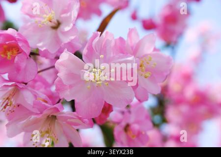 Nahaufnahme der zarten rosafarbenen Frühlingsblüten auf einem Baumzweig mit sanfter Unschärfe und blauem Himmel, die einen frischen, romantischen floralen Hintergrund für saisonales Design schaffen Stockfoto
