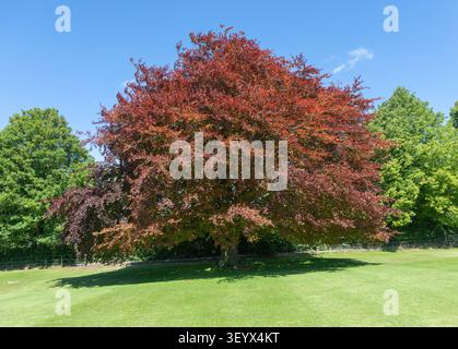 Kupferbuche, Purple Buche, Fagus sylvatica purpurea, Außenfeld des Dorfes Cricket Ground, Avebury, Wiltshire, England, Großbritannien Stockfoto