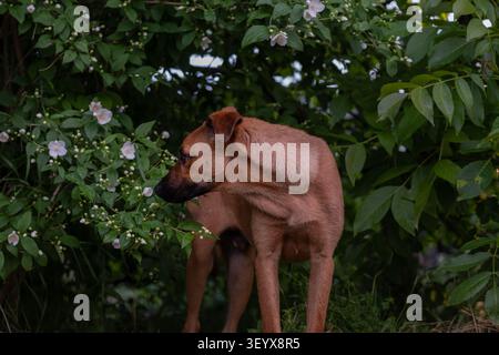 Hund schnüffelt einen blühenden Zierstrauch während eines Spaziergangs im Freien in einem üppigen Garten. Das Bild repräsentiert natürliches Hundeverhalten, Geruchsforschung, en Stockfoto