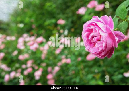 Abstraktes rosafarbenes Gartenrosen-Ölgemälde - romantische traumhafte botanische Kunst mit malerischer Textur und elegantem Blumenanhänger für Wanddekor Stockfoto