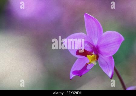 Abstraktes lila Orchideenöl - elegante romantische botanische Kunst mit traumhafter malerischer Textur und exotischem Blumenanhänger für die Wanddekoration Stockfoto