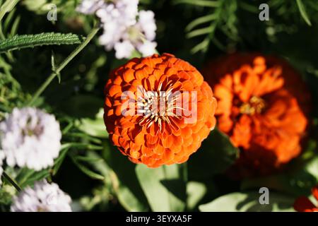 Eine detaillierte, hochwinklige Nahaufnahme, die eine leuchtend orangefarbene Zinnienblüte in voller Blüte einfängt. Das Bild betont die komplexe, geschichtete Blütenblattstruktur Stockfoto