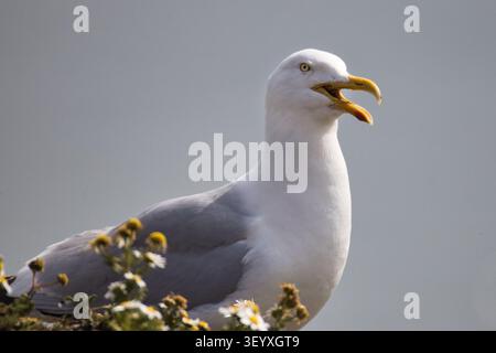 Ein dreiviertel langes Nahporträt einer Heringmöwe, Larus argentatus, mit offenem Schnabel, wie es auf Felsen vor einem grauen Himmel steht Stockfoto