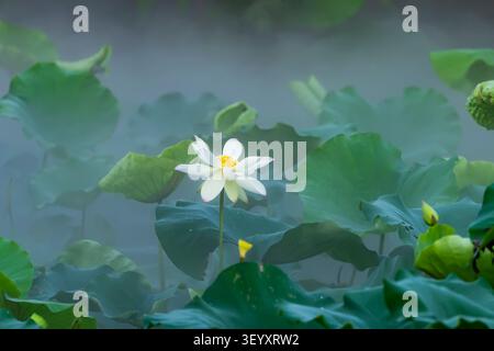 Weiße Lotusblume im Gartenteich Stockfoto