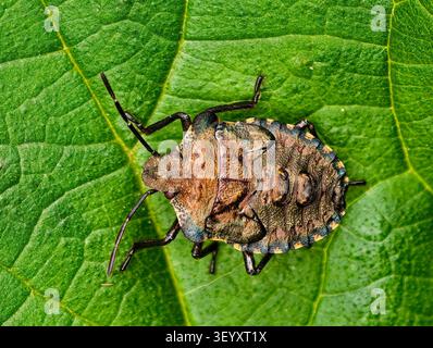 Red-legged Shieldbug Pentatoma rufipes alias Wald Bug - Endgültige instar Nymphe Stockfoto