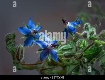 Blühender Borretsch, Borago officinalis, mit hellblauen Blüten und grünen, flauschigen Blättern, gegen das Licht. Abruzzen, Italien, Europa Stockfoto