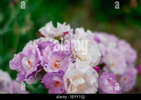Aus nächster Nähe sehen Sie zarte Lavendel und weiße Rosen, eine Biene, die sich subtil zwischen den Blüten verbirgt. Stockfoto