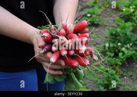 Weibliche Hand haltende Radieschenernte im Gewächshaus. Konzept von gesunder Ernährung, Bio-Gemüse. Selektiver Fokus. Stockfoto