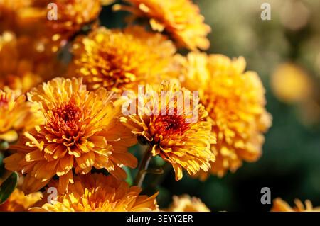 Nahaufnahme einer Gruppe von Orangen Chrysanthemenblüten, deren Blütenblätter sich im Sonnenlicht entfalten. Stockfoto
