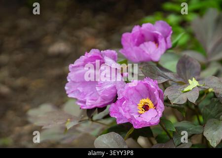 Blühendes Paeonia Qiui mit leuchtenden Lavendelrosa Blüten und markantem dunklem Laub, fotografiert in einem botanischen Garten im Frühling. Stockfoto