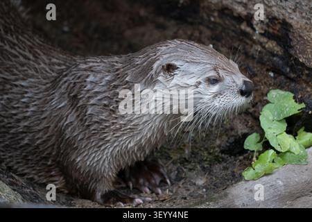 Der nordamerikanische Flussotter (Lontra canadensis), semiaquatisches Säugetier in der Familie Mustelidae, endemisches Tier auf dem nordamerikanischen Kontinent. Stockfoto