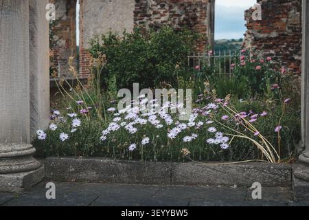 Oxeye Daisies in Full June Bloom – Gibside Meadows, County Durham Stockfoto