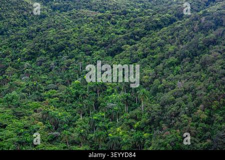 Üppig grüne Waldlandschaft mit vielfältigem Laub bei Tageslicht. Stockfoto