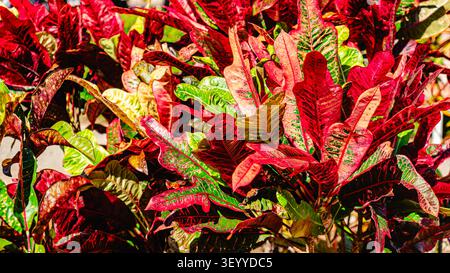 Leuchtende tropische Pflanzen zeigen leuchtend rote und grüne Blätter in einem sonnigen Garten Stockfoto