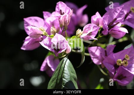 Leuchtende, violette Bougainvillea-Blumen, die im Sonnenlicht blühen. Wächst in einem Garten mit üppig grünen Blättern in hellem natürlichem Licht. Stockfoto