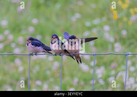 Drei junge Scheunenschwalben (Hirundo rustica), die dicht auf einem Drahtzaun vor einem weicher Wiesengrund thronen und das Verhalten der Jungvögel erfassen. Stockfoto