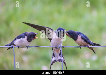 Die Scheunenschwalbe ernährt hungrige Jungvögel an einem Zaundraht, die Flügel breiten sich aus, während die Jungen während des Frühlingszuges um Nahrung betteln [Hirundo rustica]. Natürlich Stockfoto