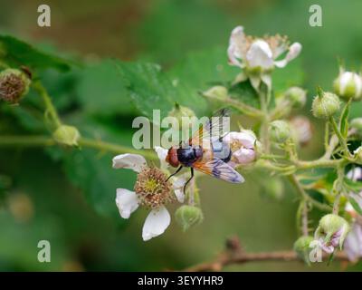 Pellucid Fly - Volucella pellucens Juli Sommer Fütterung von Brombeeren im Wald Stockfoto