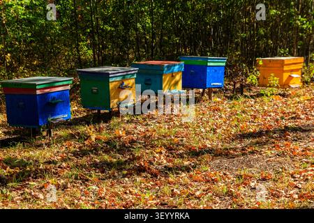 Alte bunten Holzbienhäuser in Waldlichtung im Herbst Stockfoto