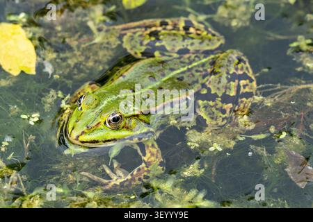 Speisefrosch (Pelophylax kl. esculentus) im Wasser Stockfoto
