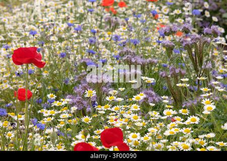 Weiße und gelbe Leucanthemum vulgare, wilde marguerite oder Ochsenauge Gänseblümchen und lilafarbene Phacelia tanacetifolia, auch bekannt als Blue tansy oder fiddleneck Stockfoto