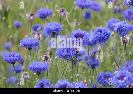 Blauer Centaurea cyanus, allgemein bekannt als Kornblume oder Junggeselenknopf in Blüte. Stockfoto
