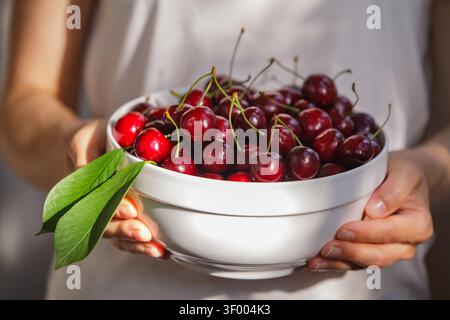 Ein Nahaufnahme eines horizontalen Fotos von den Händen einer Frau, die eine große weiße Keramikschale hält, gefüllt mit Reifen, dunkelroten Süßkirschen mit Stiel Stockfoto