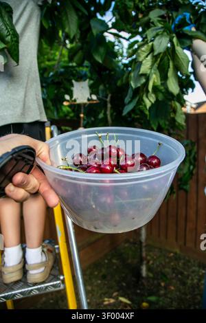 Kirschernte im Juli in einem Garten des Vereinigten Königreichs, während das Kind auf einer Stufenleiter reife Früchte von einem Kirschbaum pflückt. Im Vordergrund Stockfoto