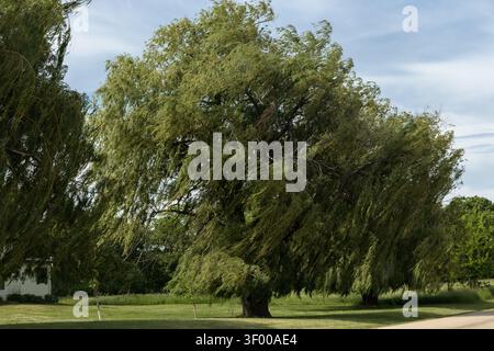 Galena, Illinois, USA - 30. Mai 2026: Reife Trauerweiden wiegen sich im Sommerwind neben einer ruhigen Landstraße auf dem Land nahe Galena Stockfoto