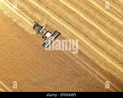 Top-Down-Drohnenfoto eines Mähdreschers, der durch ein goldenes Weizenfeld schneidet. Stockfoto
