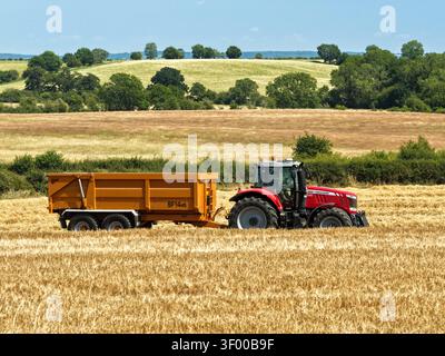 Ein Massey Ferguson-Traktor zieht während der Weizenernte einen Getreideanhänger über ein Stoppelfeld, in das sich die ländliche Landschaft hineinzieht. Stockfoto
