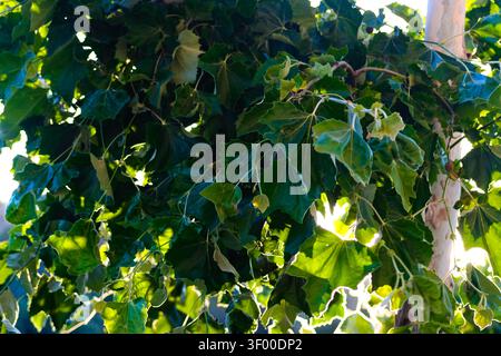 Sonnenbeschienene grüne Blätter und Äste bilden ein helles natürliches Dach in Corona, Kalifornien. Stockfoto