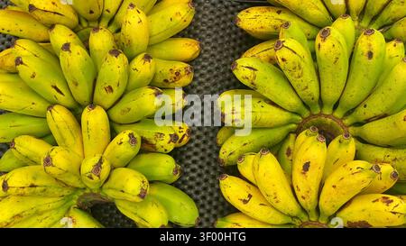 Frische reife Bananen mit natürlicher gelber Schale, geerntet und essfertig. Eine nahrhafte tropische Frucht reich an Kalium Stockfoto