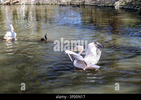 Große weiße Pelikane schwimmen in einem Teich im ARTIS Royal Zoo in Amsterdam, Niederlande. Stockfoto