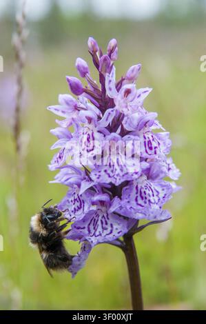 Apidae, Bienen, Bombus Jonellus, Finnland, Hymenoptera, heidekummel, weiblich, hohe Größe, Hochformat, Hummel, Insekten, Insekten, Weibchen Stockfoto