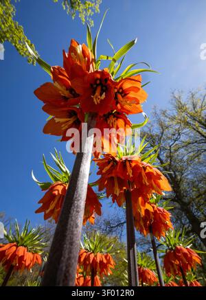 Niedriger Blickwinkel auf leuchtende, orangene Kaiserlilien, die in einem sonnigen Frühlingsgarten blühen, hohe Stiele und hängende Blütenblätter, umrahmt von blauem Himmel und frisch Stockfoto
