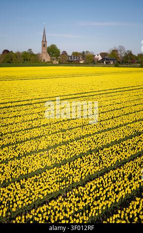 Riesige Reihen von gelben Tulpen blühen über ein niederländisches Feld, das zu einem kleinen Dorf mit einem historischen Kirchturm, Bauernhäusern und Bäumen führt Stockfoto