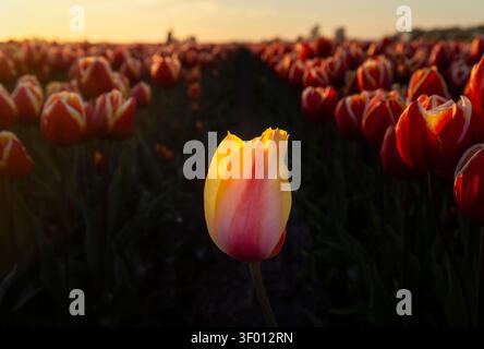 Nahaufnahme einer einzelnen gelben und rosafarbenen Tulpe, die von warmem Sonnenuntergangslicht beleuchtet wird und sich von einem dunklen, verschwommenen Feld roter Tulpen mit weichem Bokeh A abhebt Stockfoto