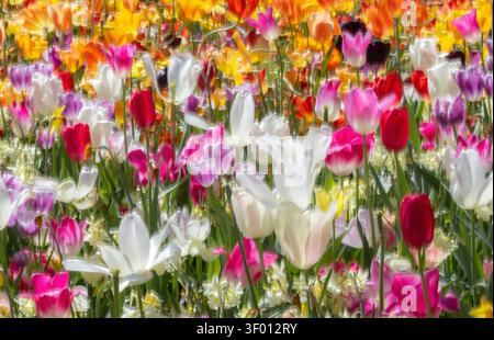 Traumhafte Frühlingsgartenszene mit bunten Tulpen in Pink, Rot, weiß, Gelb und Lila, leuchtet in sanftem Sonnenlicht mit sanfter Unschärfe und üppigem grün Stockfoto