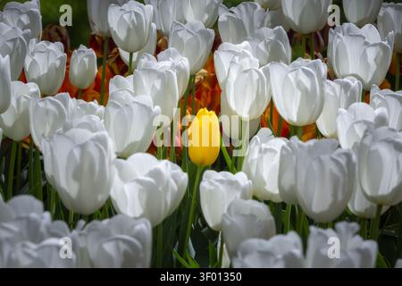 Nahaufnahme einer einzigen gelben Tulpe, die sich zwischen einem Bett aus weißen Tulpen im Frühlingssonnenlicht erhebt und Individualität, Kontrast und Neuanfang in A symbolisiert Stockfoto