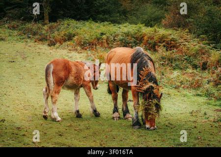Ein Kastanienpferd weidet neben einem jungen Fohlen auf einer grünen Wiese mit herbstlichen Farnen und dichten Wäldern im Hintergrund und fängt eine ruhige ländliche Landschaft ein Stockfoto