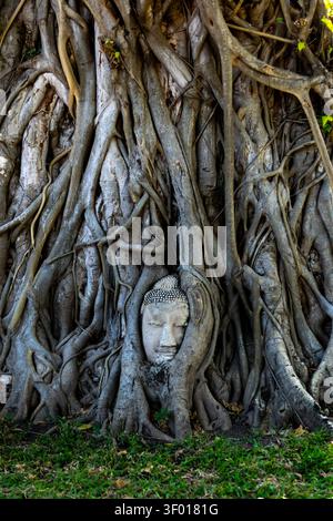 Der antike Buddha-Kopf, eingebettet in verworrene Baumwurzeln in Koh-Tao, Thailand, im Sommerlicht gedreht, zeigt heiliges Erbe, Natur-Rückgewinnung von Stein, an Stockfoto