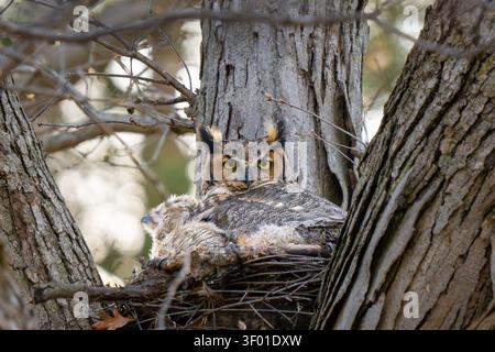 Eine große Horneule und ihr Küken ruhen in einem Nest, das in einem Baum liegt. Stockfoto