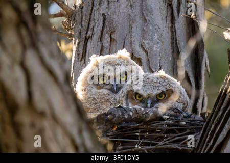 Zwei flauschige Eulen mit hellgelben Augen blicken aus ihrem Nest in einem Baum. Stockfoto