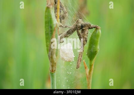 Kokon-Web-Ei-Nest der Weberspinne Pisaura mirabilis, verborgen in Seidennetzen, weiße papierartige Wiesenstruktur, herunterhängendes, zerbrochenes Nest Stockfoto