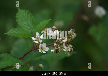 Nahaufnahme von wilden Brombeerblüten und unreifen grünen Beeren Stockfoto