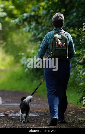 SCHOTTLAND - JULI 2026: Eine Frau, die ihren kleinen Hund an der Leine auf einem Waldweg ausführt. Stockfoto